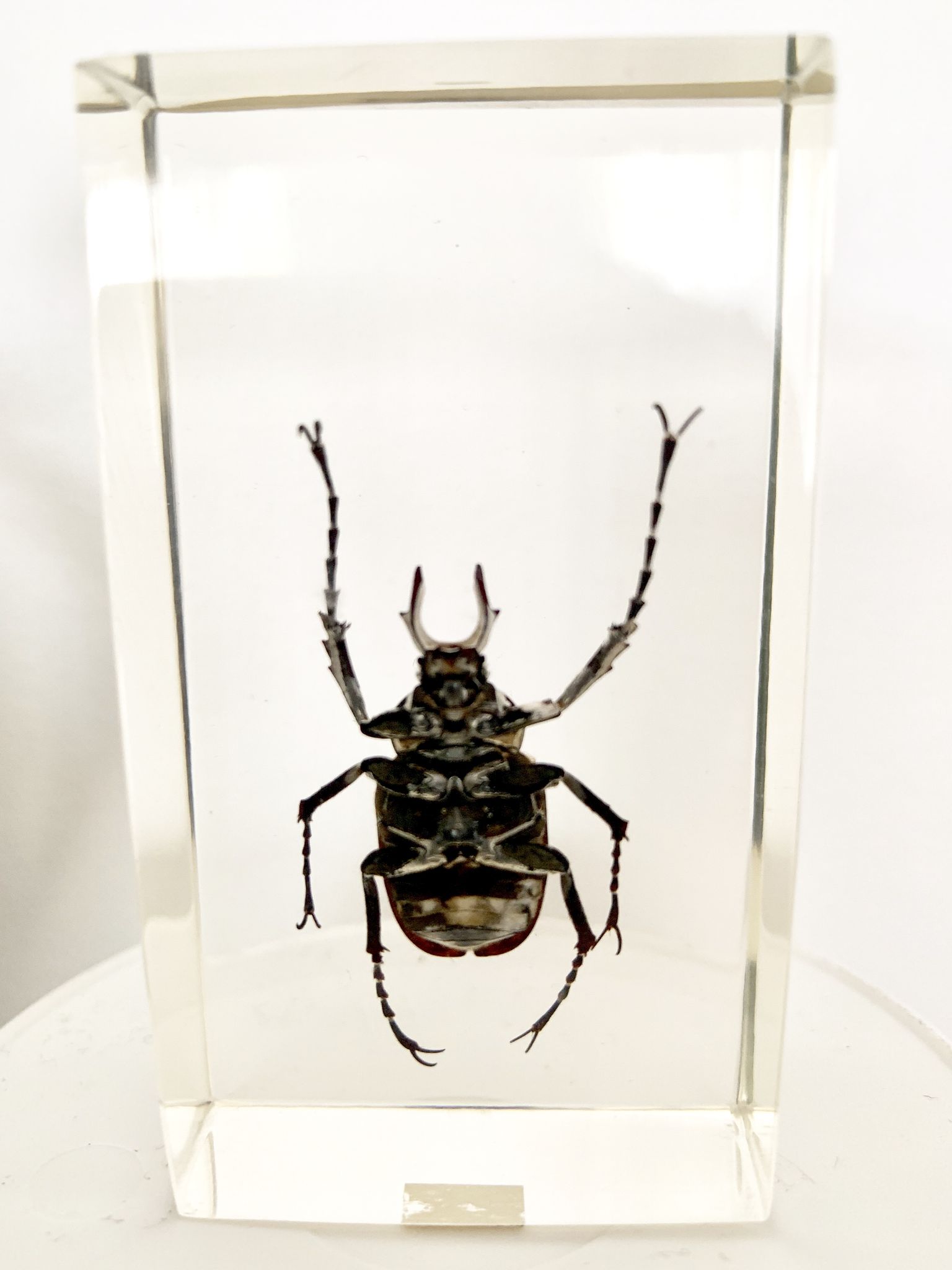 Trio d’insectes sous inclusion de résine N°3