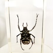 Trio d’insectes sous inclusion de résine N°3
