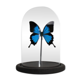 Papillon sous globe