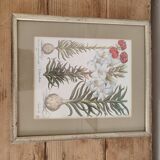 Botanical illustration