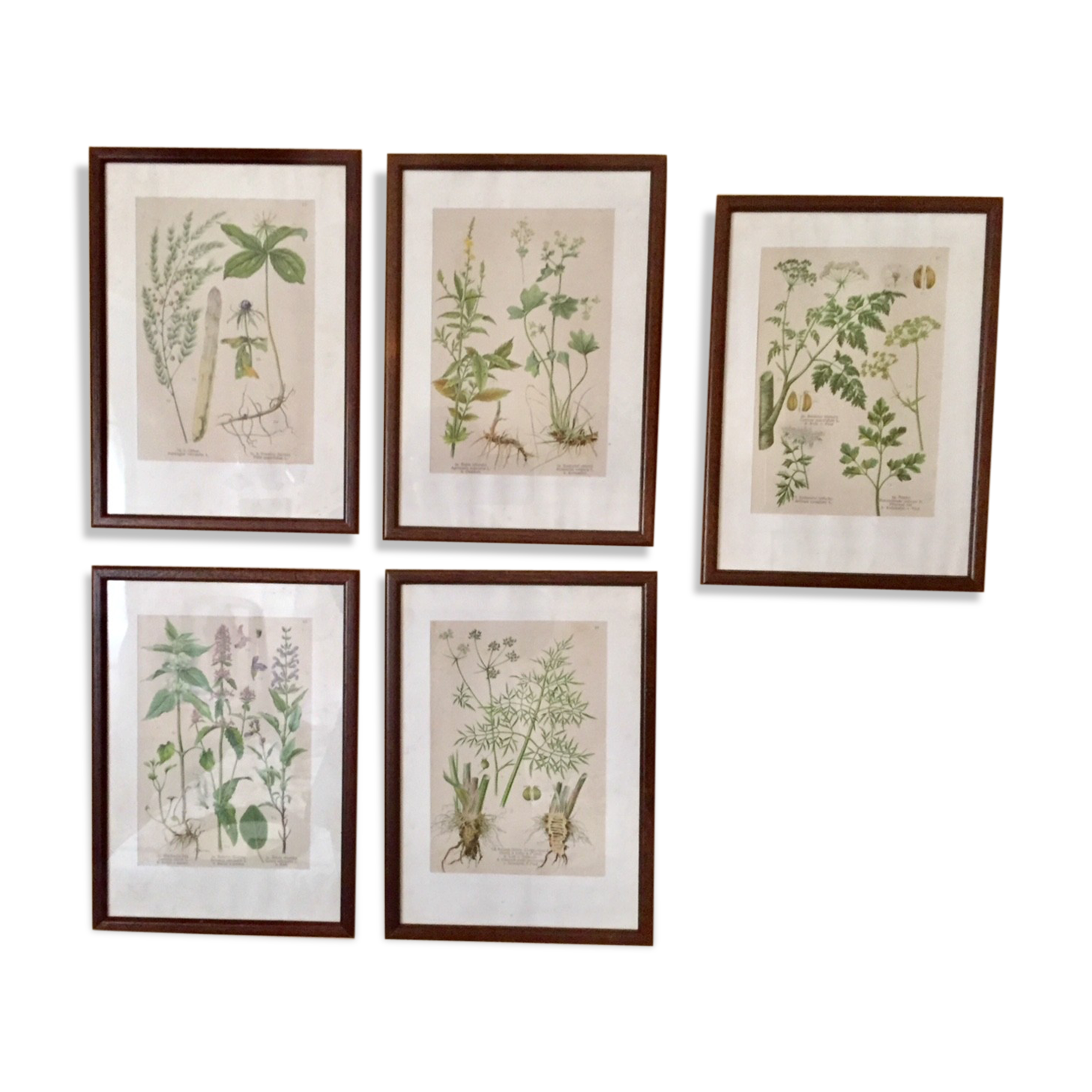 Set of 5 posters framed botanicals