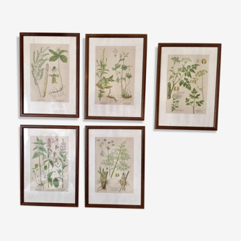 Set of 5 posters framed botanicals