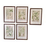 Set of 5 posters framed botanicals