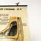 Vintage anatomical chart of man: the eye