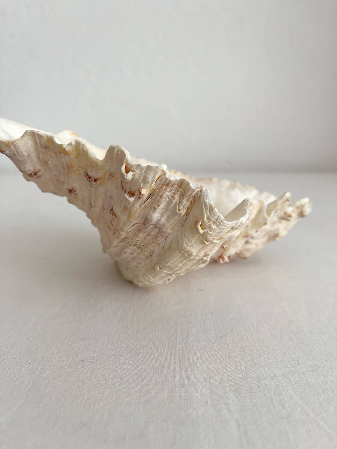 Old holy water stoup shell cabinet of curiosities