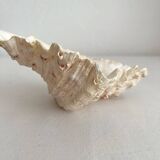 Old holy water stoup shell cabinet of curiosities