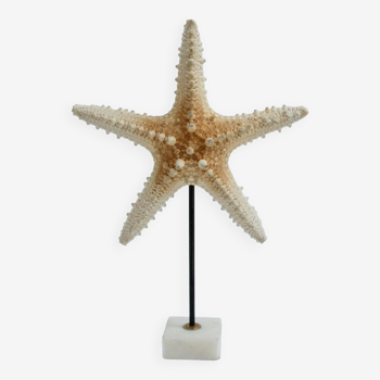 Cabinet de curiosités étoile de mer naturelle sur socle marbre coquillage