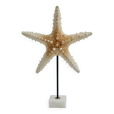 Cabinet of natural starfish curiosities on shell marble base