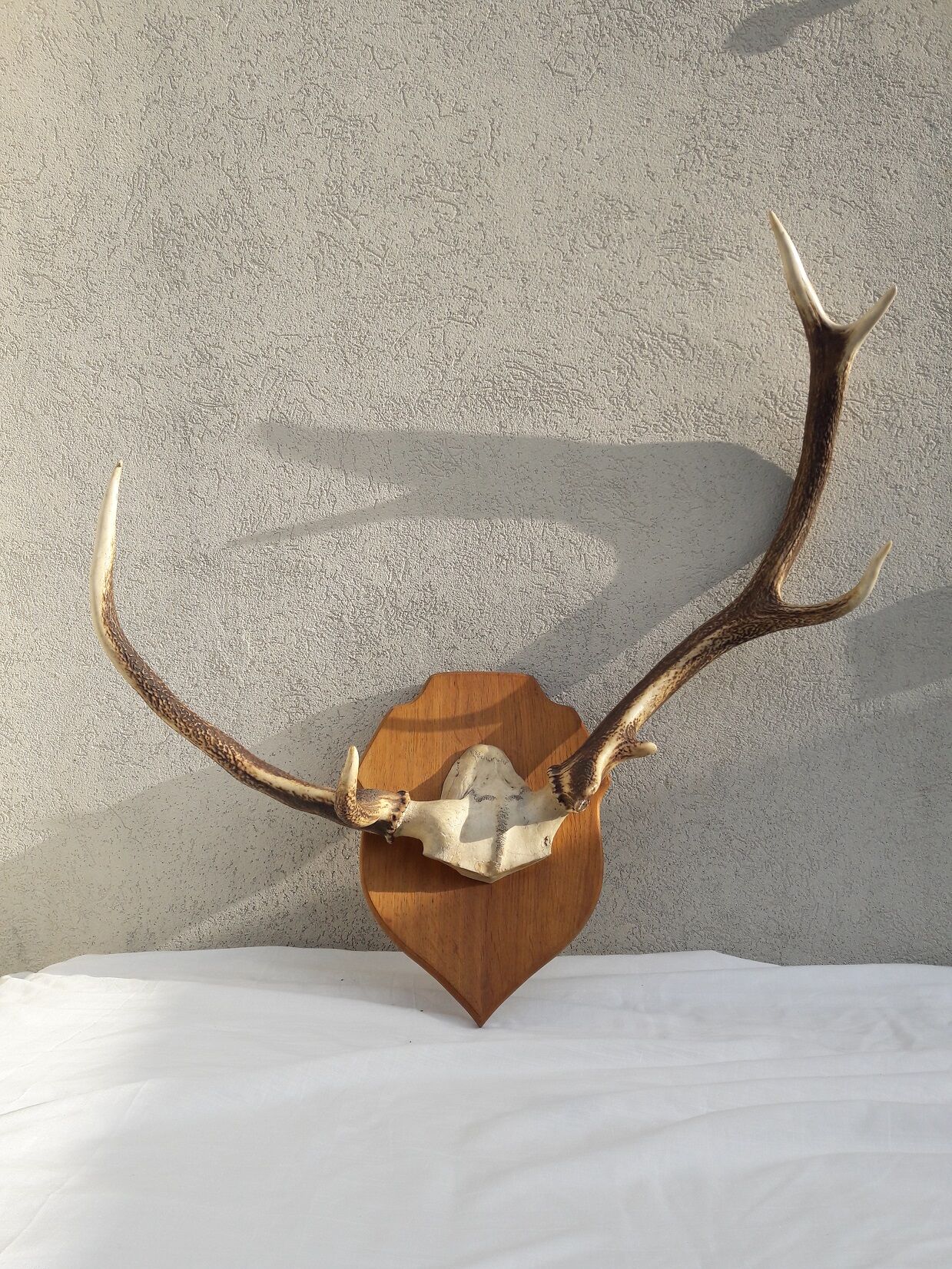 Deer antler Trophy