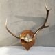 Deer antler Trophy