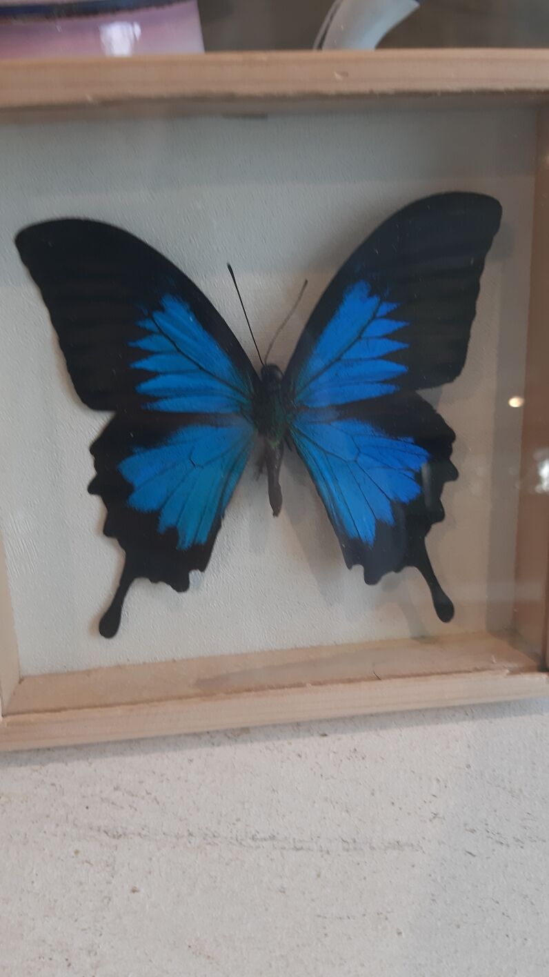 Cadre papillon bleu argenté cabinet de curiosité encadrement taxidermie