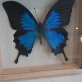 Frame butterfly silver blue cabinet of curiosity framing taxidermy