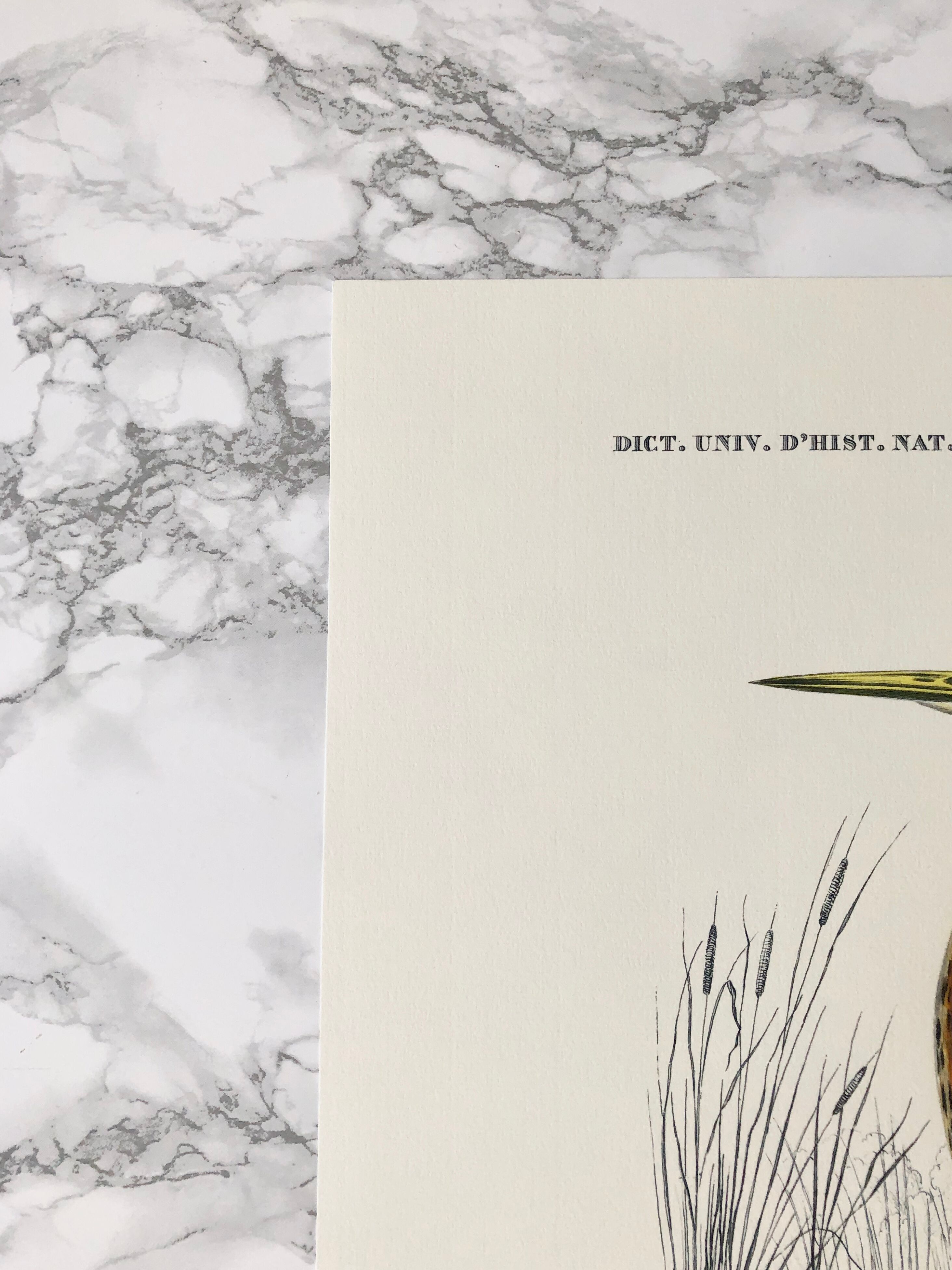 Zoological plank in color representing the Purple Heron