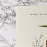 Zoological plank in color representing the Purple Heron