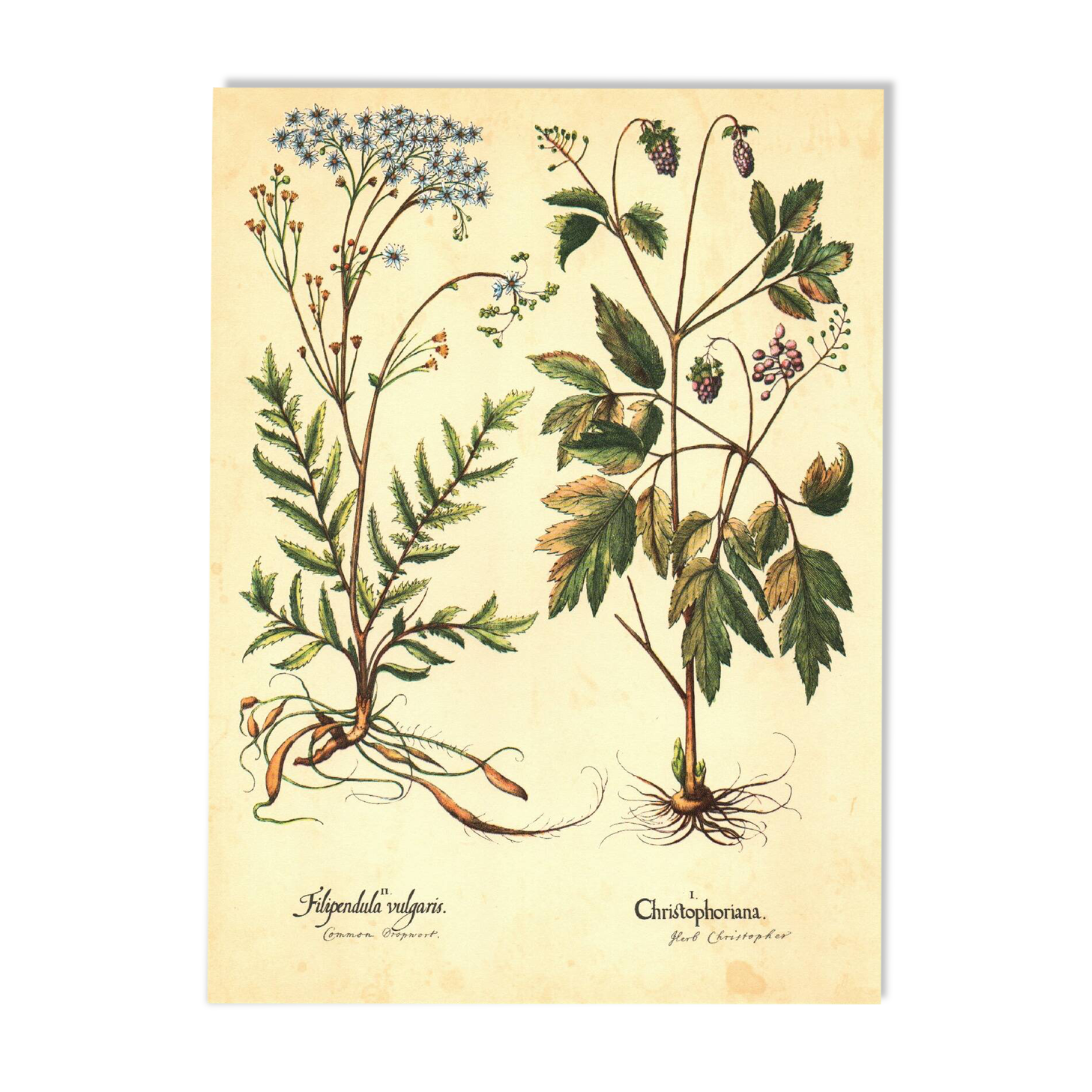 Old illustration 1959 - Filipendula. Botanical plate medicinal flower.