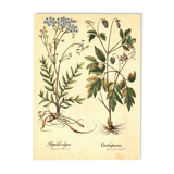 Old illustration 1959 - Filipendula. Botanical plate medicinal flower.