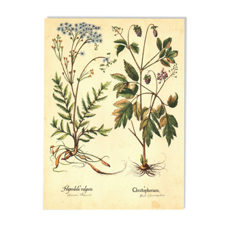 Old illustration 1959 - Filipendula. Botanical plate medicinal flower.
