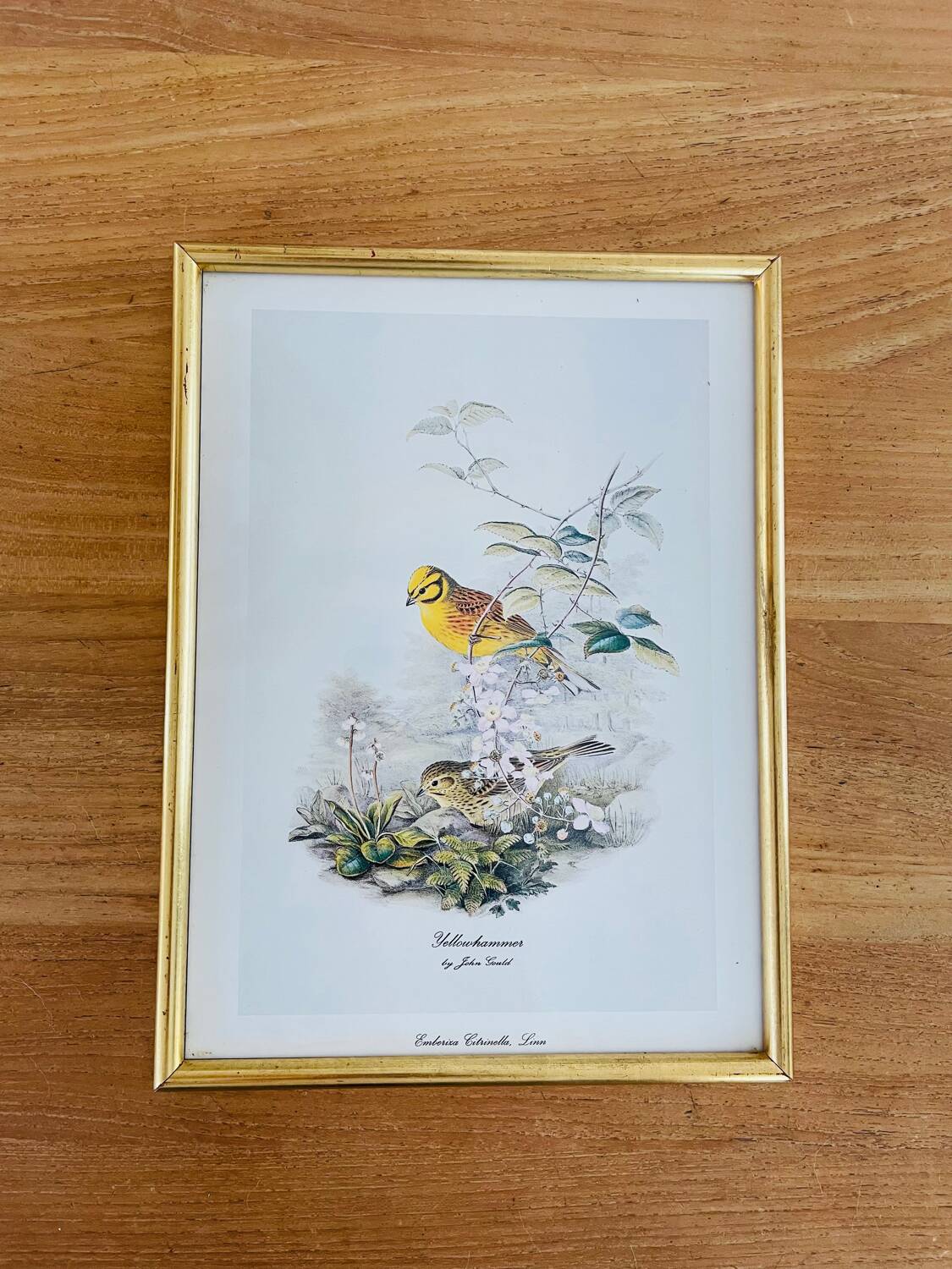 Birds lithograph frame after John Gould