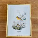 Birds lithograph frame after John Gould