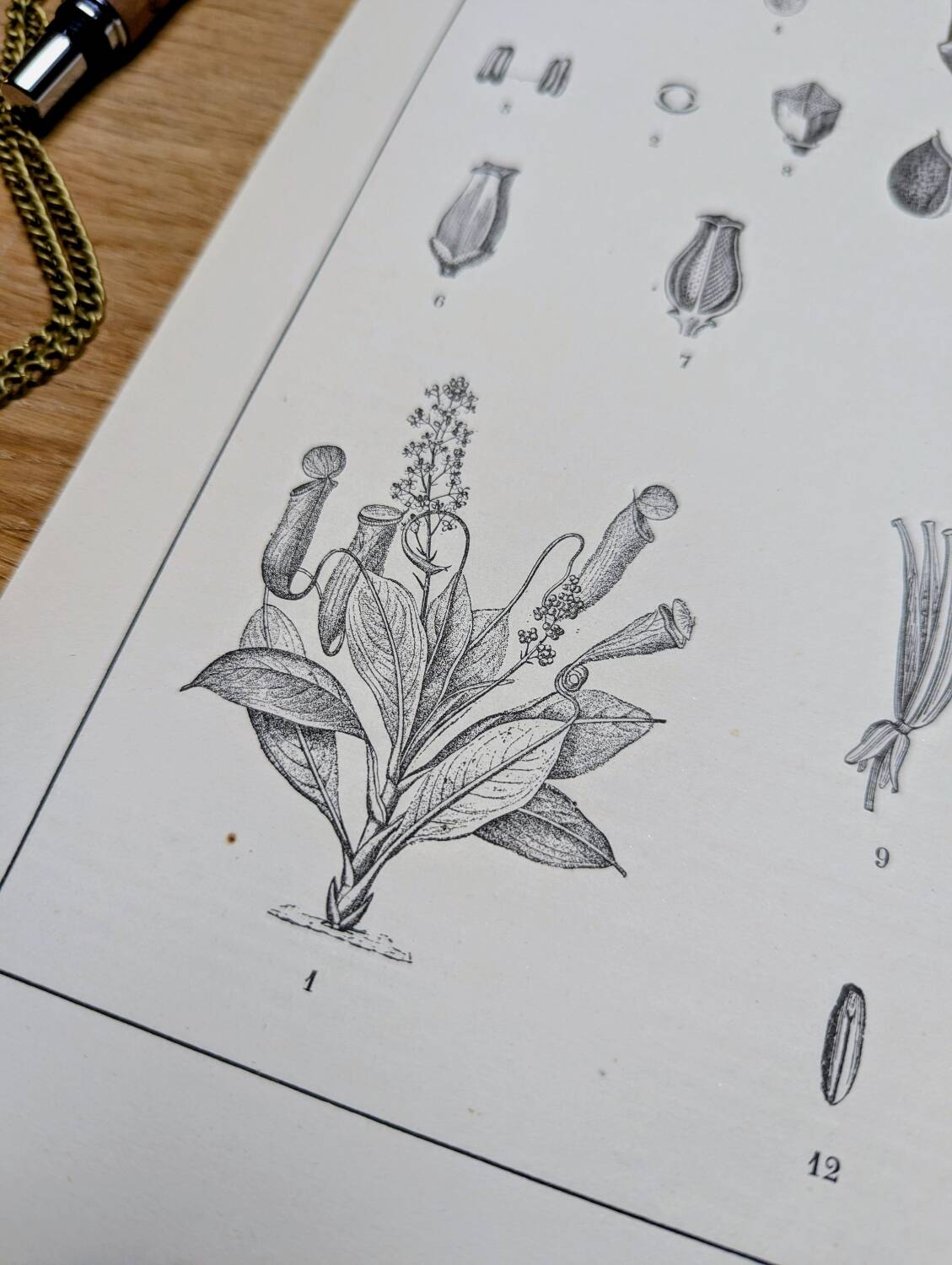 Printed in 1889, the Nepenthes (carnivorous plants).