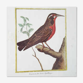 Red bird frame