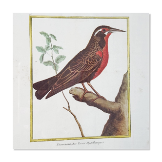 Red bird frame