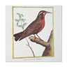 Red bird frame