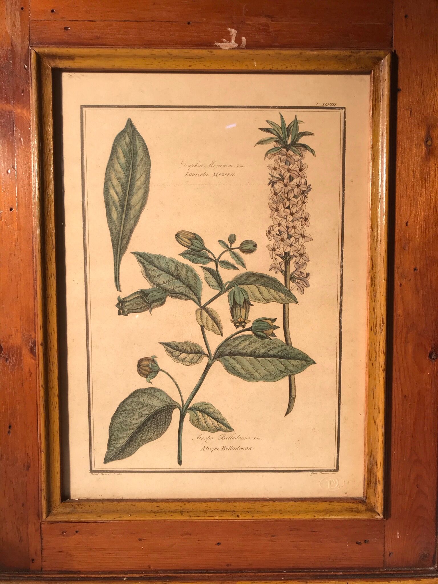 Ancienne planche botanique végétaux tampon relief avec cadre bois vintage