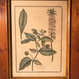 Former botanical plank vegan tampon relief with wood frame