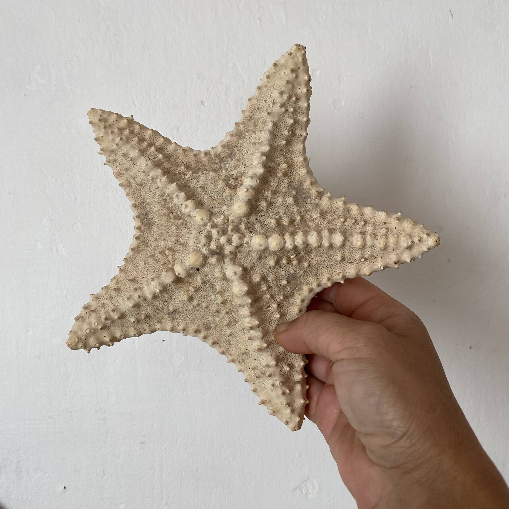 Large natural knotted starfish