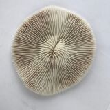 White Coral Fungia Scutaria