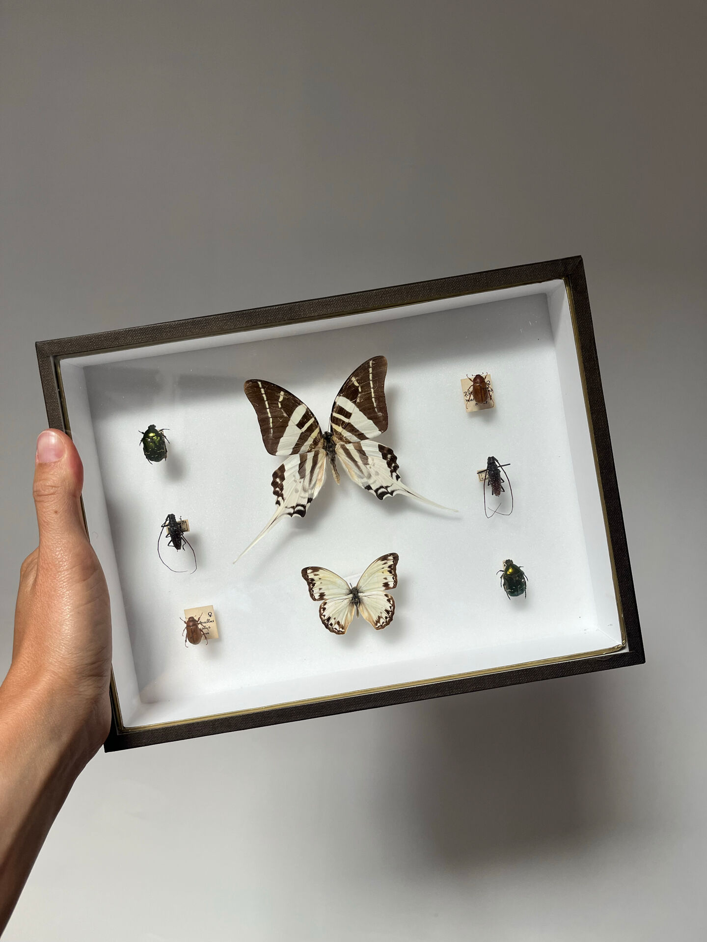 Cadre entomologie Deyrolle