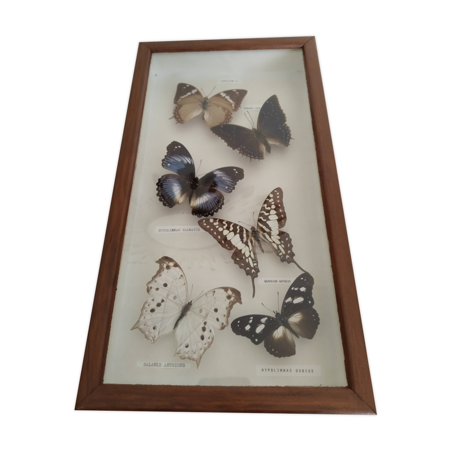 Butterflies stuffed under glass