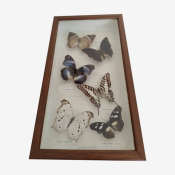 Butterflies stuffed under glass