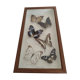 Butterflies stuffed under glass