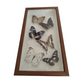 Butterflies stuffed under glass