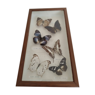 Butterflies stuffed under glass