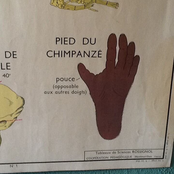 Poster teaching years 60 the monkey / cat