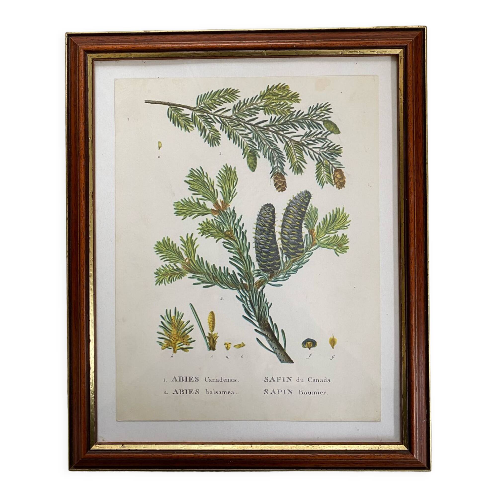 Fir botanical poster
