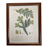 Fir botanical poster