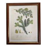 Affiche botanique sapin
