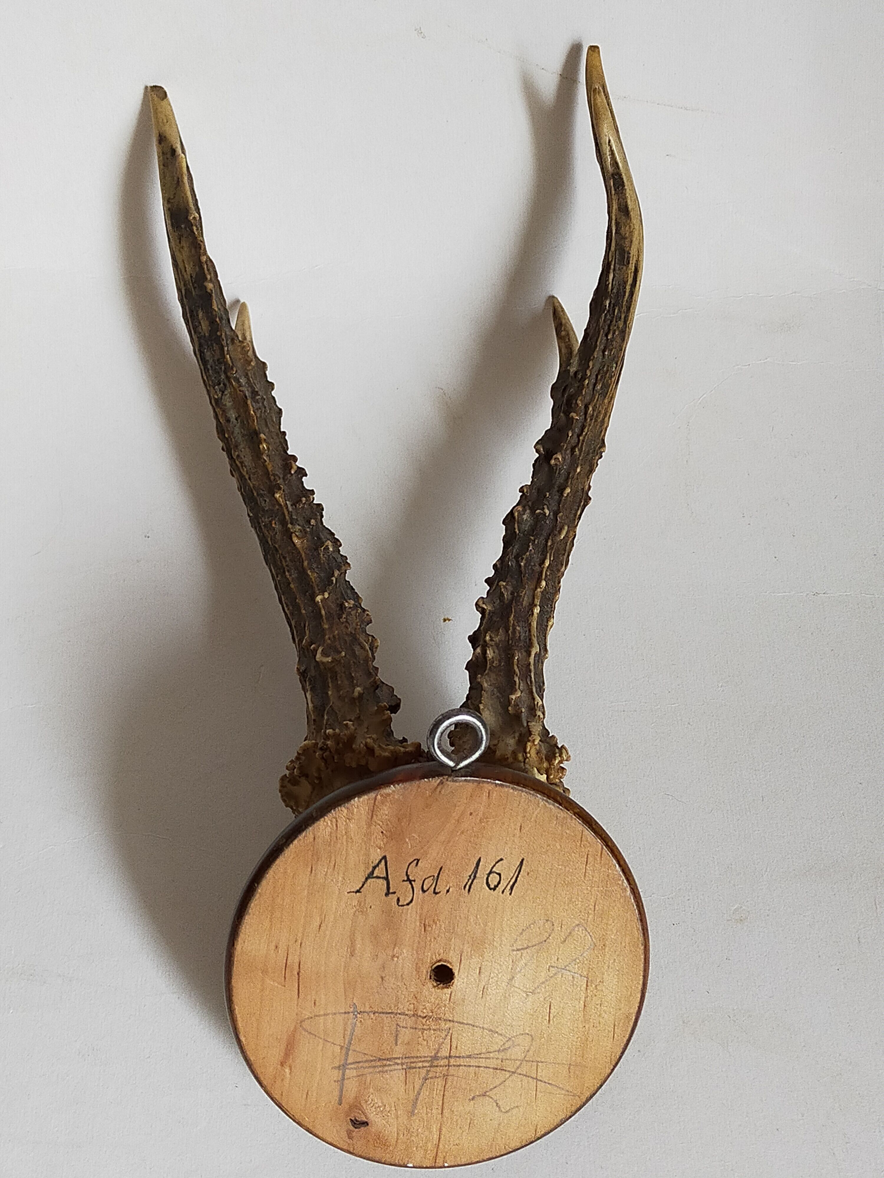Scandinavian hunting trophy old 30 years