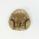 Mid-Century Modern Murano Glass & Brass Wall Light from Kaiser, 1960s