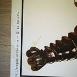 Former school poster Rossignol 50s crayfish spider ha