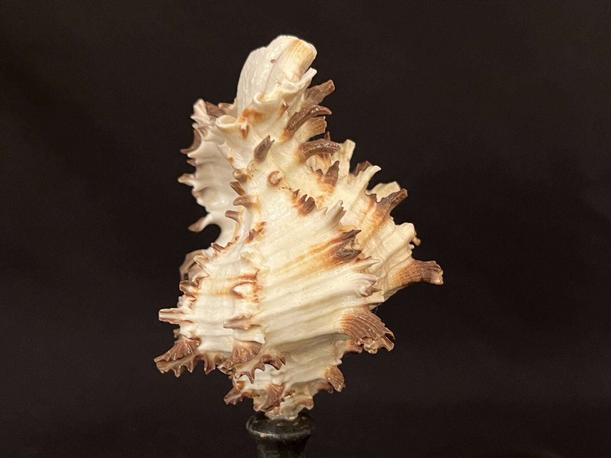 Hexaplex Cichoreum shell on turned wooden base, old cabinet of curiosities on foot
