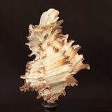 Hexaplex Cichoreum shell on turned wooden base, old cabinet of curiosities on foot