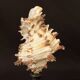 Hexaplex Cichoreum shell on turned wooden base, old cabinet of curiosities on foot