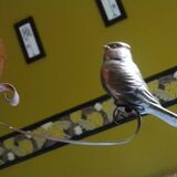 Small art deco “birds” copper chandelier.