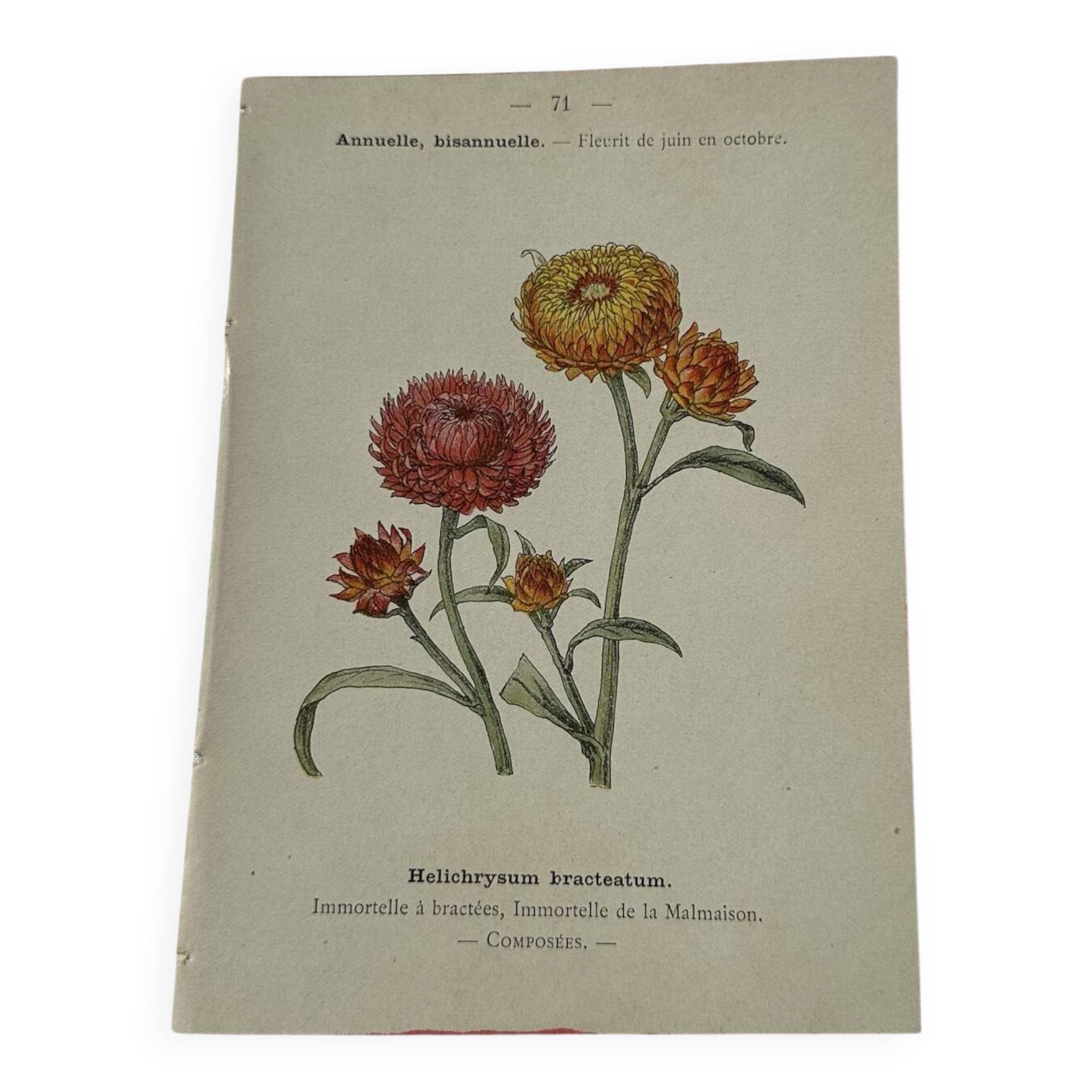 🌿 Botanical Plate Old Naturalist Engraving 19th Century Double-Sided