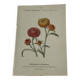 🌿 Botanical Plate Old Naturalist Engraving 19th Century Double-Sided